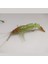 Karides Sahte Silikon Shrimp Balık Yemi Silikon Karides 7,62 cm 6,5 gr 2