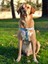 Tigerfly Köpek Göğüs Tasması 2