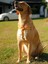 Yellowdoggy Köpek Göğüs Tasması 3