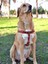 Tiger Köpek Göğüs Tasması 2