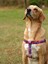 Lilac Köpek Göğüs Tasması 2