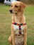 Rainbow Köpek Göğüs Tasması 2