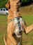 Palm Beach Köpek Göğüs Tasması 2