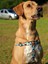 Palm Beach Köpek Göğüs Tasması 3