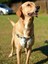 Palm Beach Köpek Göğüs Tasması 4