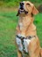 Toco Köpek Tasma Seti 2