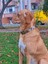 Toco Köpek Tasma Seti 3