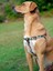 Toco Köpek Tasma Seti 5