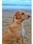 Yellowdoggy Köpek Tasma Seti 2
