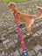 Stylish Köpek Tasma Seti 5
