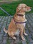 Muertos Köpek Tasma Seti 2