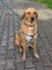Palm Beach Köpek Tasma Seti 3