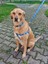 Bluedoggy Köpek Tasma Seti 3