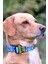 Bluedoggy Köpek Tasma Seti 5