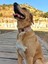 Laydbug Köpek Tasma Seti 3