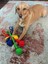 Köpekler Için Çekiştirmeli Halat Top Oyuncağı Renkli 4