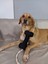 5'li Köpek Oyuncak Seti ( Yastık Oyuncaklı) 4