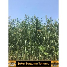 Eşref Şekerli Şeker Sorgumu Tohumu, Tatlı Sorgum, Yem Bitkisi