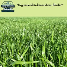 Eşref Şekerli Rye Grass Reygras (Süt Otu) Tohumu