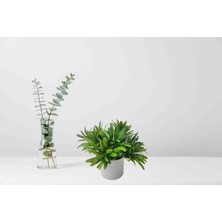 Cennet Home Mini Şeflera Bitkisi Beyaz Saksıda Yeşil Yapraklı Bitki Masaüstü Dekoratif Çiçek