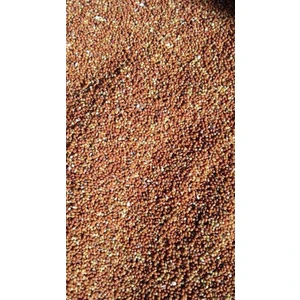 Altın Ekin Kızıl Dal Darı Tohumu Elenmiş 5 kg