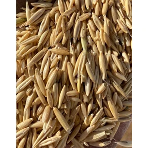 Güven Yem Kabuklu Yulaf Kuşlar Için 3 kg