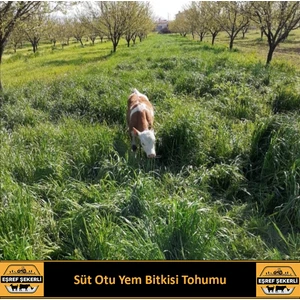 Eşref Şekerli Rye Grass Reygras (Süt Otu) Tohumu