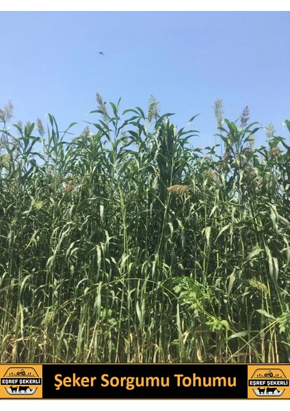 Eşref Şekerli Şeker Sorgumu Tohumu, Tatlı Sorgum, Yem Bitkisi