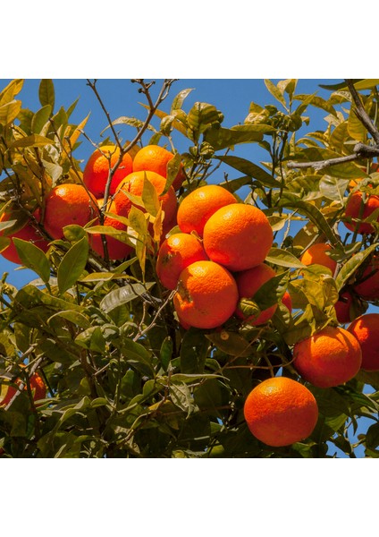 Clemantin Mandalina Ağacı fiyatları