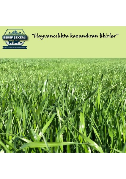 Eşref Şekerli Rye Grass Reygras (Süt Otu) Tohumu