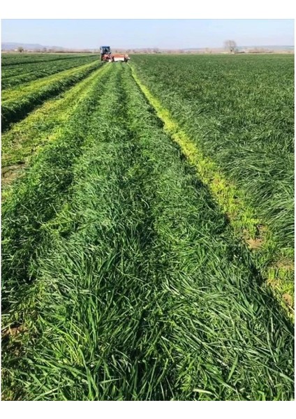 Eşref Şekerli Rye Grass Reygras (Süt Otu) Tohumu