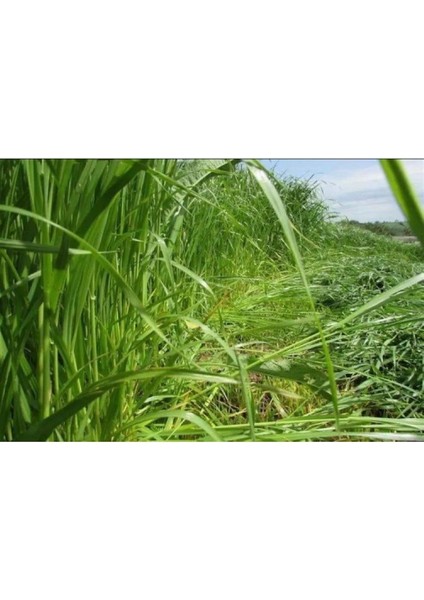 Eşref Şekerli Rye Grass Reygras (Süt Otu) Tohumu