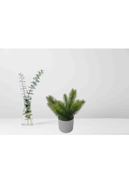 Mini Iğneli Çam Beyaz Saksıda Dekoratif Çiçek modelleri