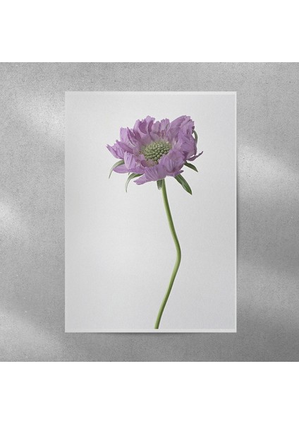 Çiçek Posteri 50X70 cm