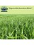 Rye Grass Reygras (Süt Otu) Tohumu 3