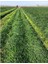 Rye Grass Reygras (Süt Otu) Tohumu 4