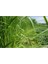 Rye Grass Reygras (Süt Otu) Tohumu 5