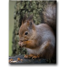 Desenlio Sincap Kanvas Tablo