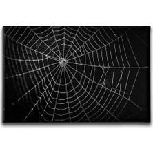 Desenlio Örümcek Ağı  Canvas Tablo