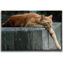 Desenlio Kedi Kanvas Tablo