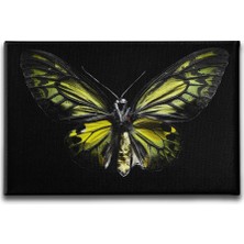 Desenlio Kelebek Kanvas Tablo