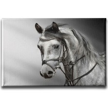 Desenlio Beyaz At Kanvas Tablo