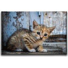 Desenlio Yavru Kedi Kanvas Tablo