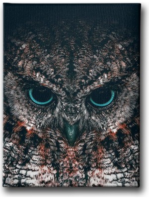 Desenlio Baykuş Kanvas Tablo