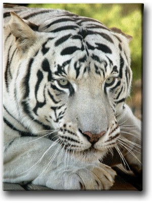 Desenlio Bengal Kaplanı Kanvas Tablo