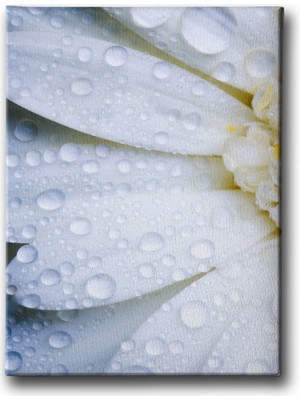 Desenlio Papatya Tablo