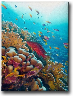 Desenlio Balıklar Kanvas Tablo