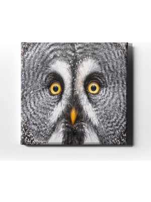 Desenlio Peçeli Baykuş Kanvas Tablo