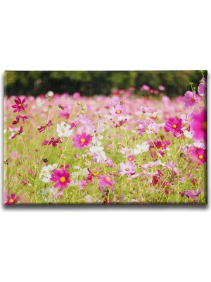 Desenlio Meksika Yıldızı Tablo