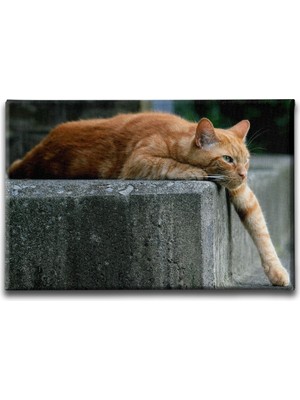 Desenlio Kedi Kanvas Tablo